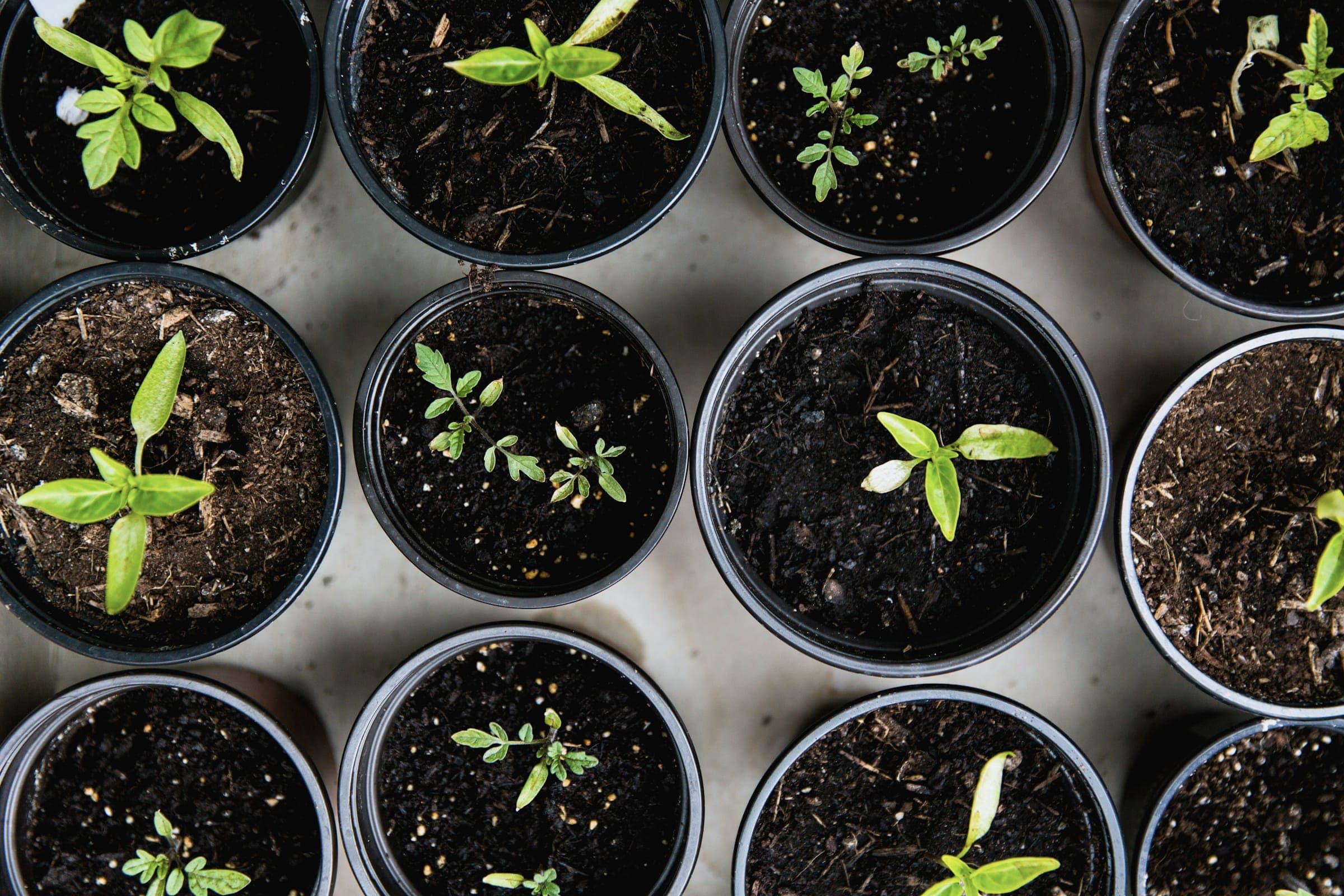 Plantones en bandejas de cultivo