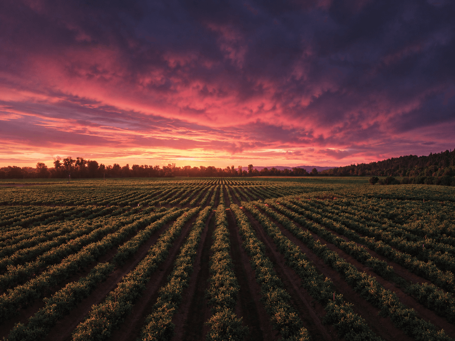 Hileras de cultivo en un campo abierto al atardecer